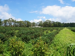慈濟茶園